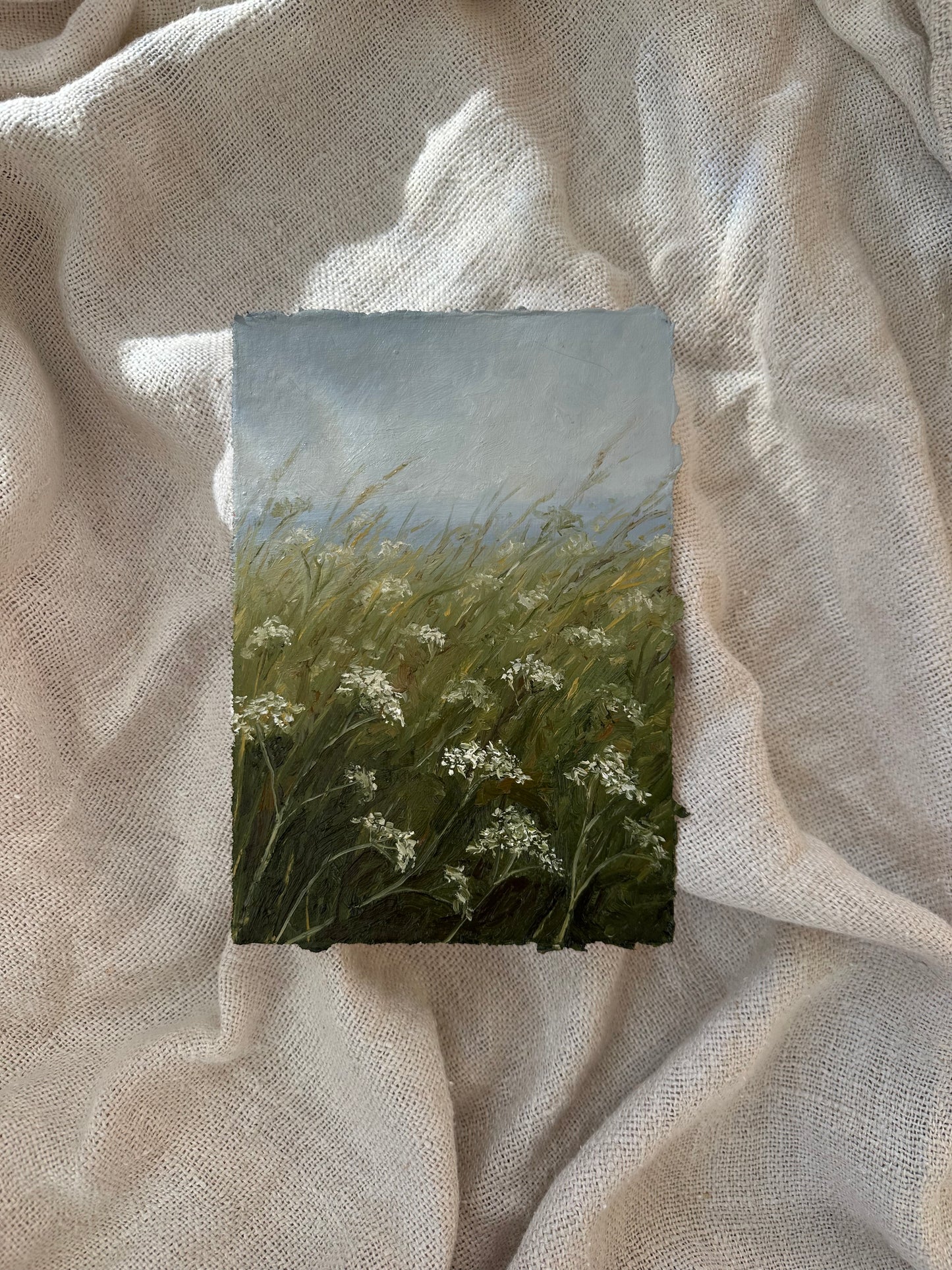 Queen Anne’s Lace