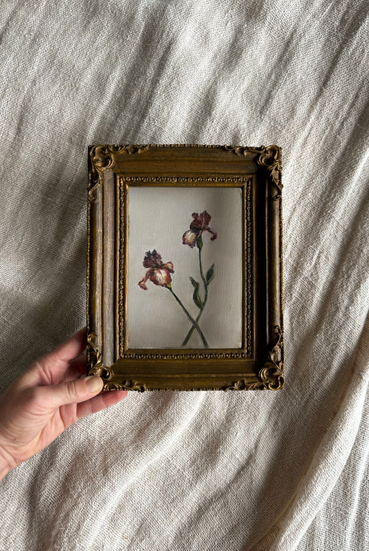 Iris Study
